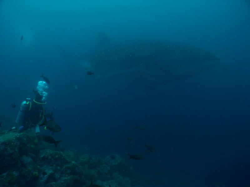 Me & Whaleshark, Galapagos 2005