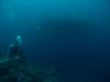 Me & Whaleshark, Galapagos 2005