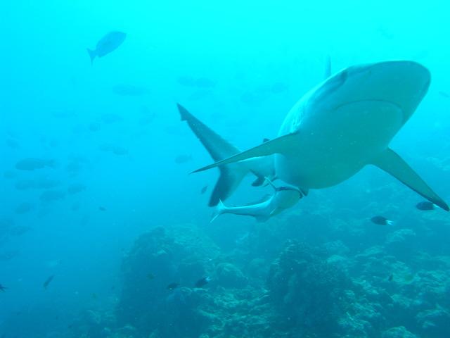 Negali Passage, Fiji 2005