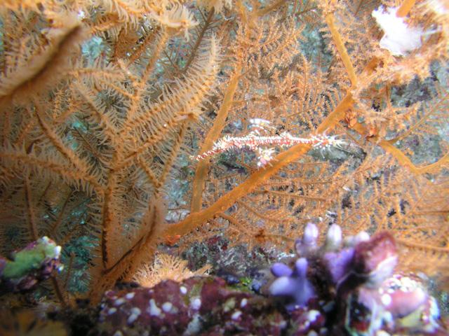 Ghost pipefish, Fiji 2005