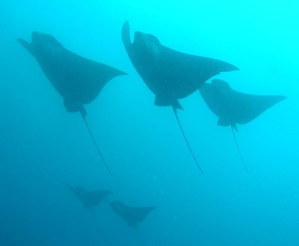 Eagle Rays, Wolf Island, Galapagos 2005
