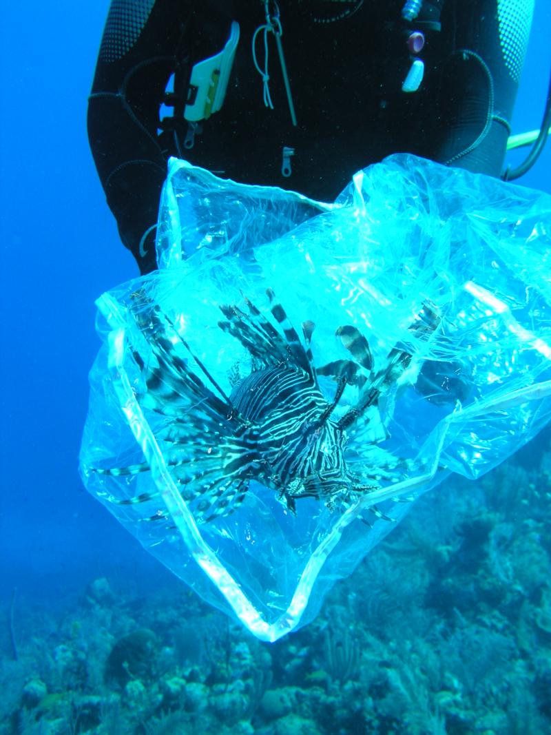 Lionfish’s last day, Cayman 3/2010