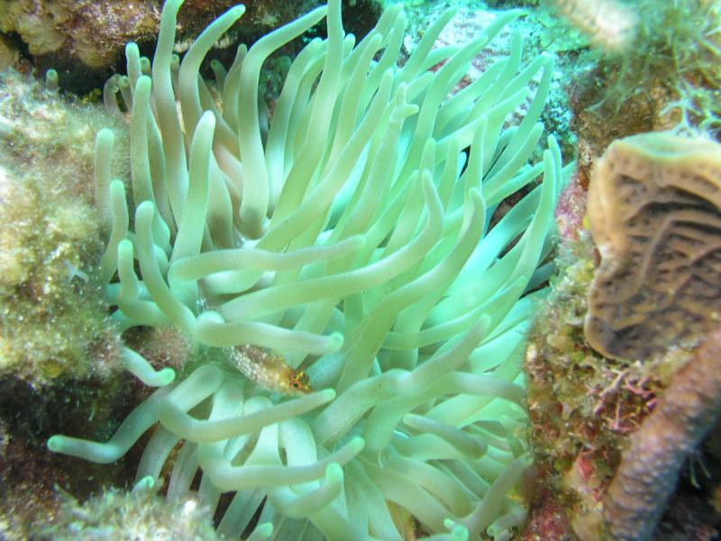 Anemone fish, Cayman 3/2010