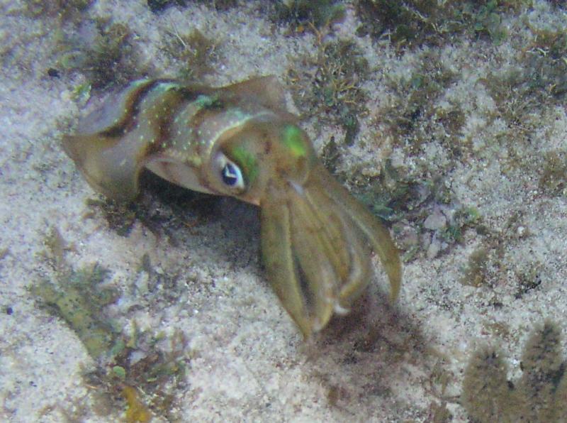 Squid at Cobalt Coast beach, GC 3/2010