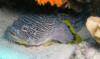 Splendid toadfish 1/2005