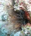 Corkscrew w/ shrimp, Belize