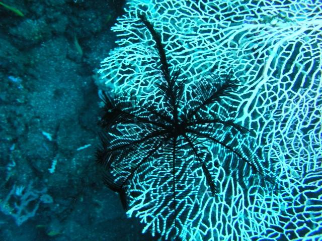 Fan coral w/black feather duster, Bali