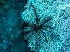 Fan coral w/black feather duster, Bali