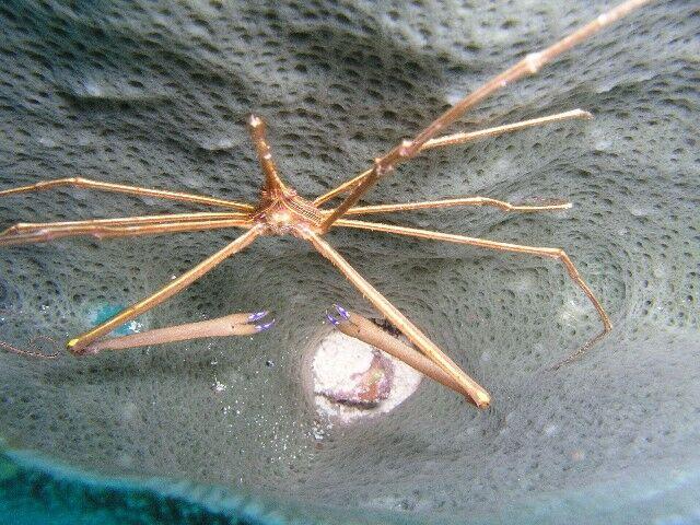 Arrow crab, Coz 2006