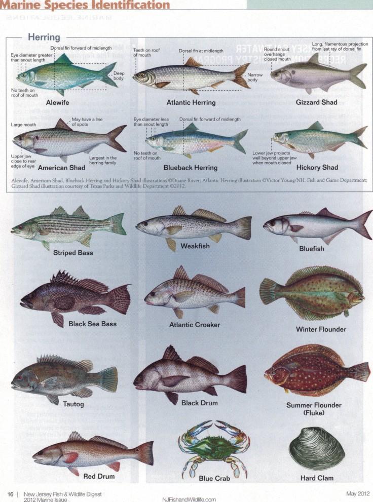 Nj Fish Chart