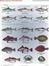 New Jersey Fish Identification Chart 1