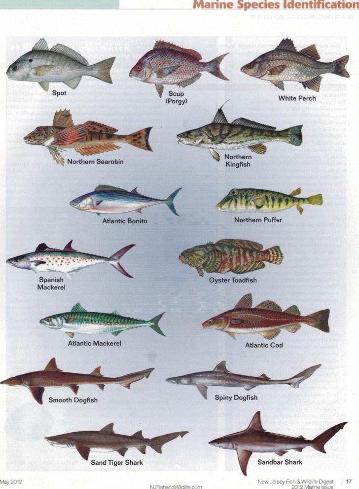 Fiji Fish Identification Chart