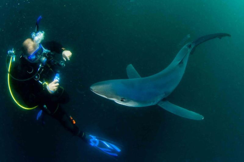 shark dive 2008