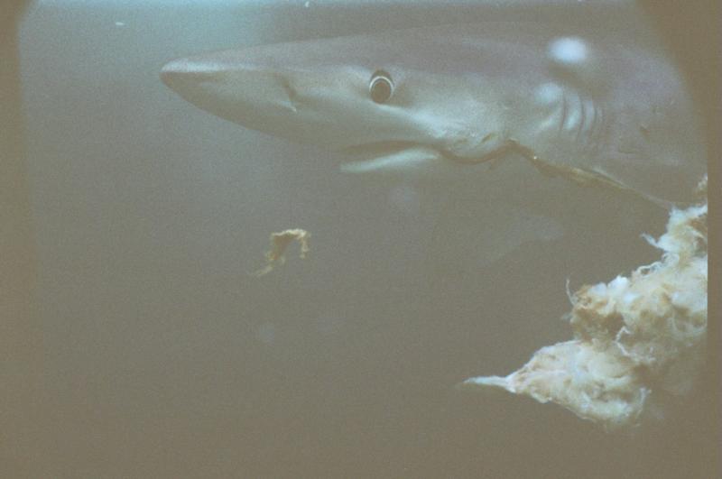 blue shark off Rhode Island