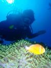 DIve with Nemo in Fiji