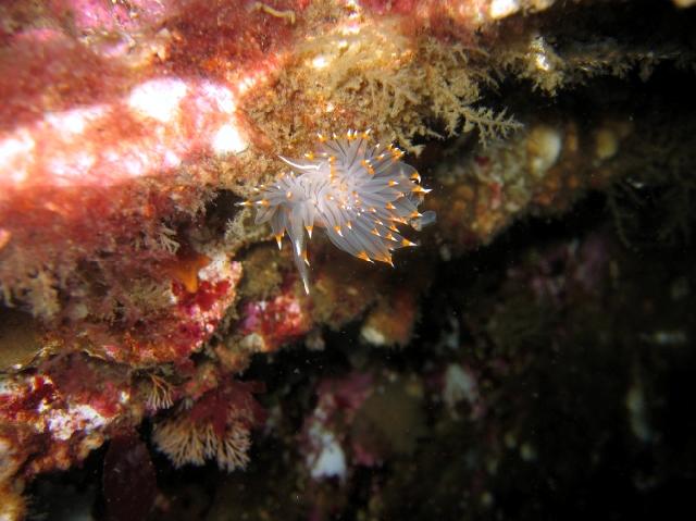 HMCS Columbia wreck, BC Canada