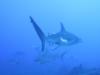 Reef shark, Fantasy Island Honduras