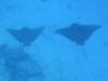 Spotted eagle rays, Honduras