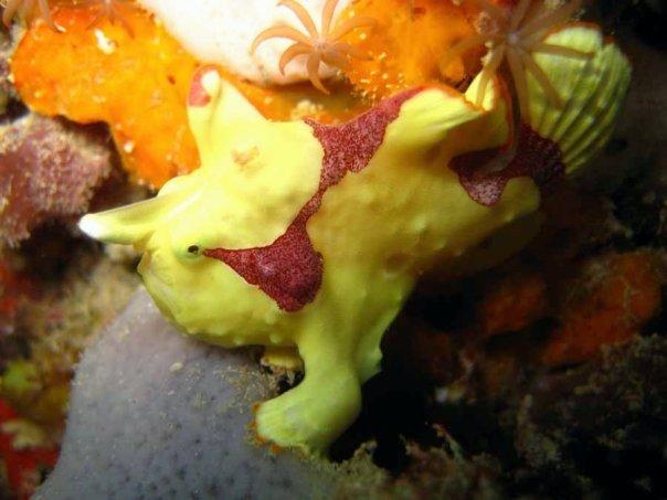 Frog Fish Mabul