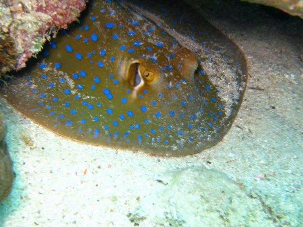 Blue Spotted Ray