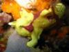 Frog Fish