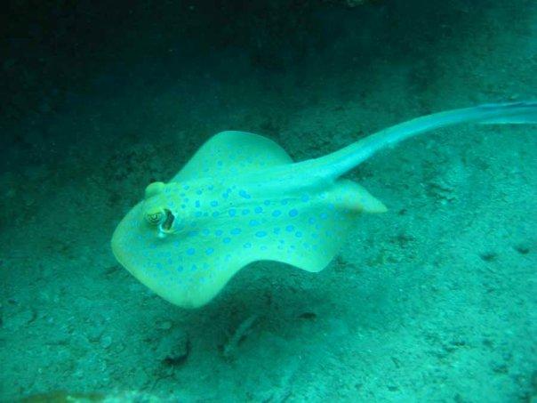 swimming ray