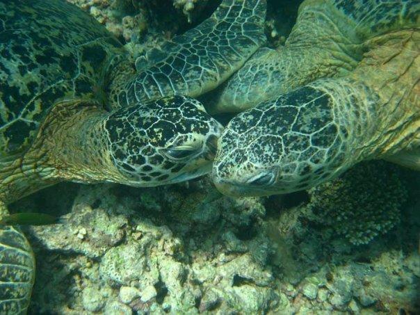 turtles kissing