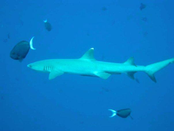 whitetip