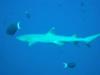 whitetip