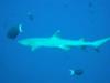 whitetip