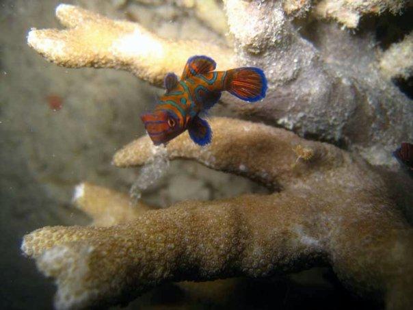 Mandarin fish