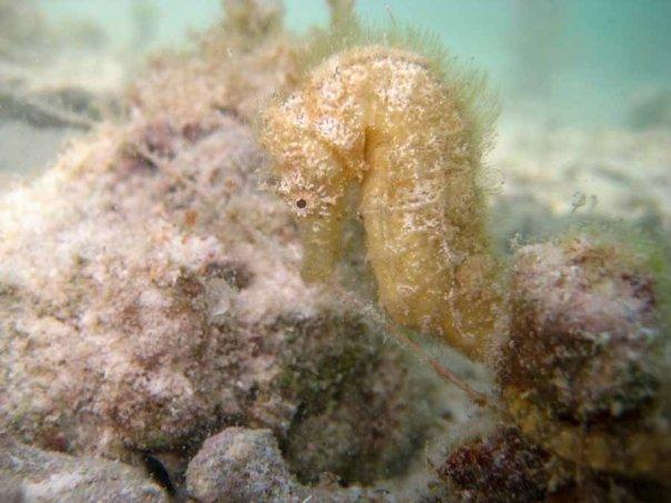 sea horsre