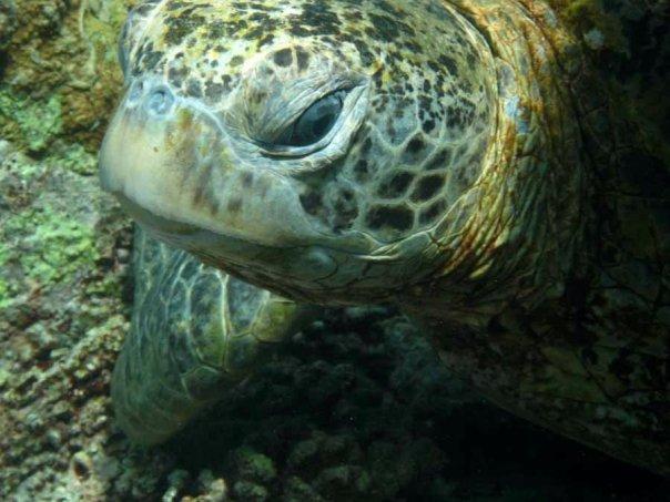 turtle face