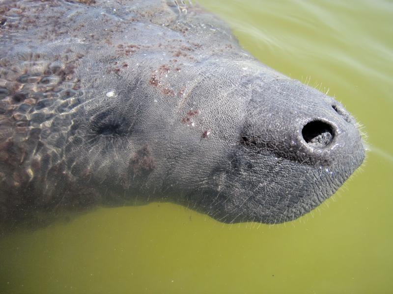 son and manatee