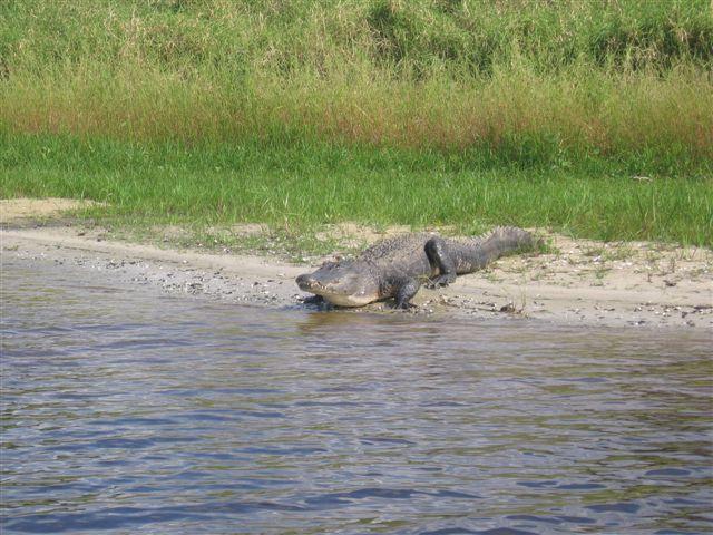 kissimee gator