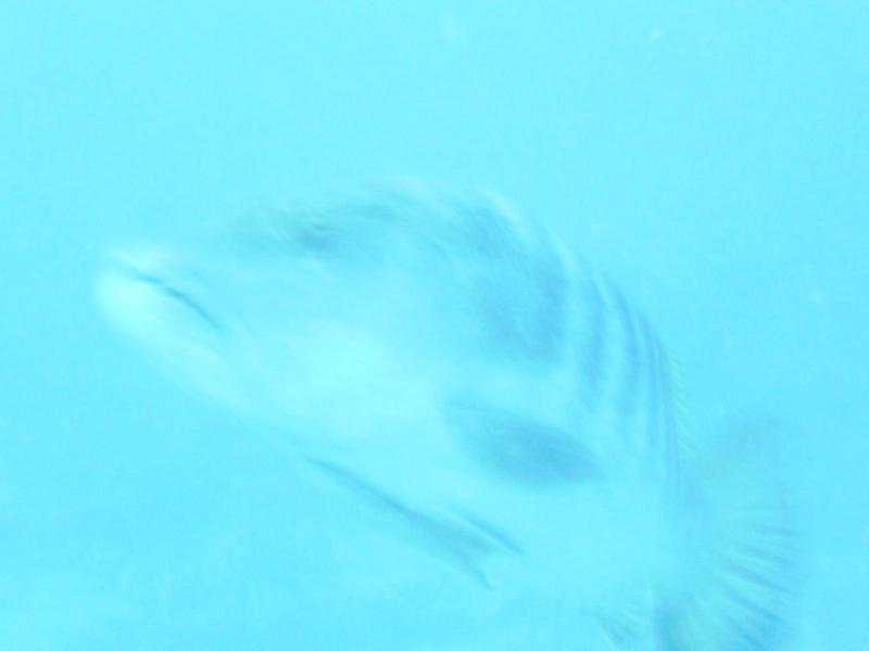mutton snapper