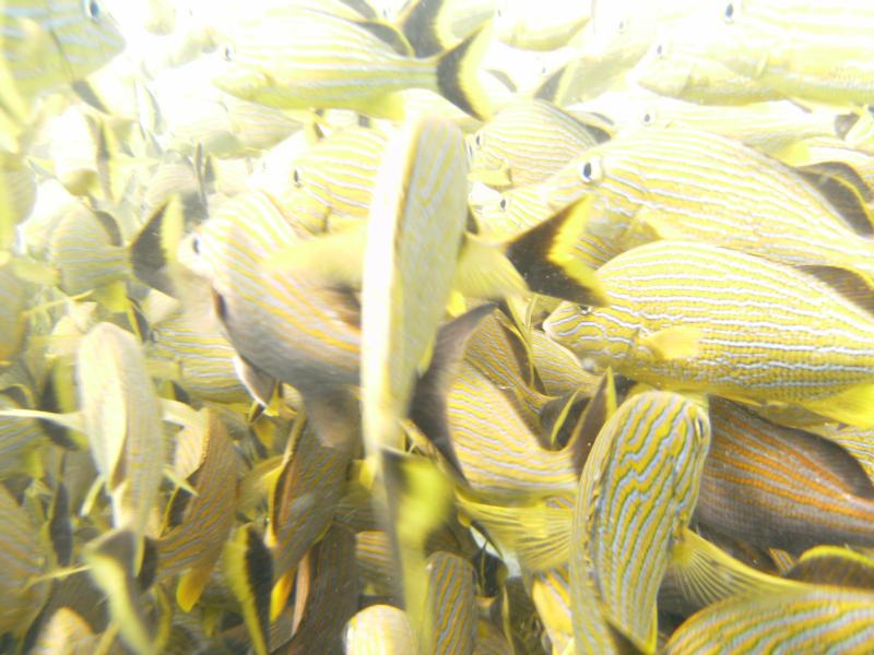 snapper reef wonder why