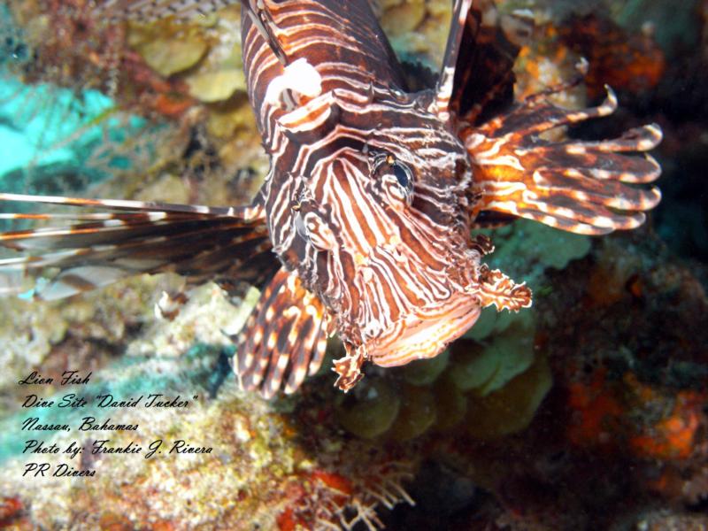 Lion Fish