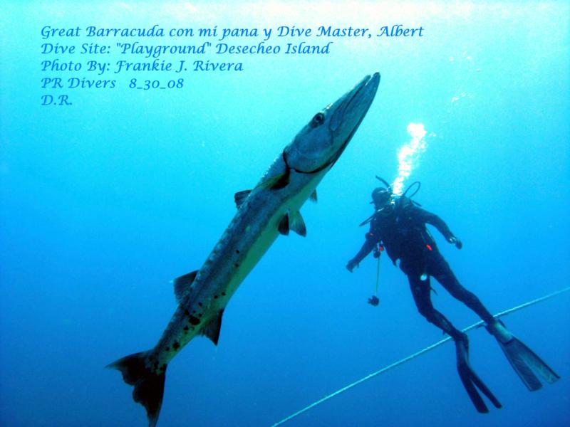 Barracuda & Dive Buddy