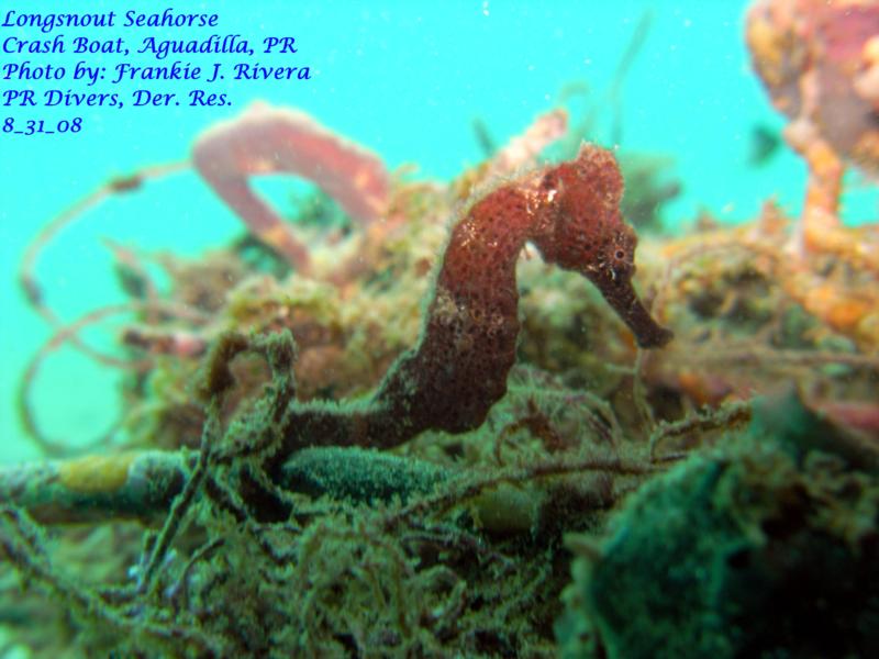 Sea Horse @ Cradh Boat Piers, Puerto Rico