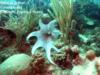 Octopus @ Culebra Island, Puerto Rico