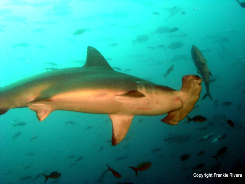 Hammerhead @ Darwin’s Arch, Galapagos