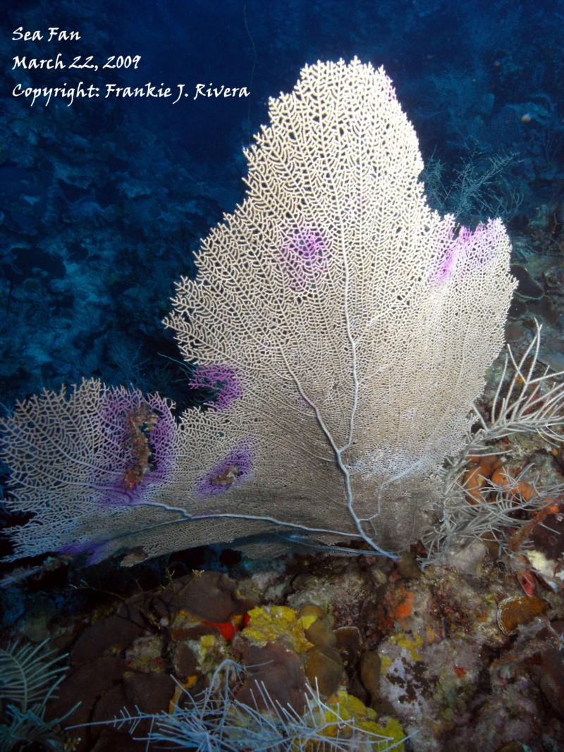 Sea fan