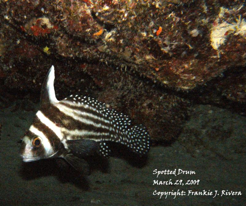 Spotted Drum