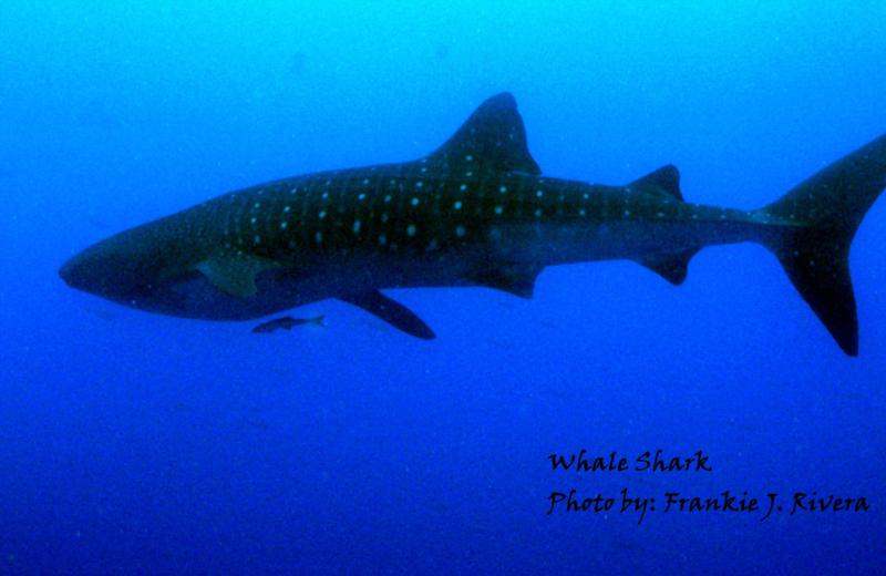 Whale Shark @ Gladden Spit, Placencia, Belize