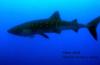 Whale Shark @ Gladden Spit, Placencia, Belize