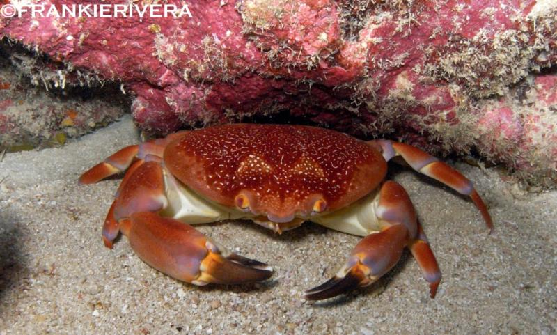 Bowing Coral Crab