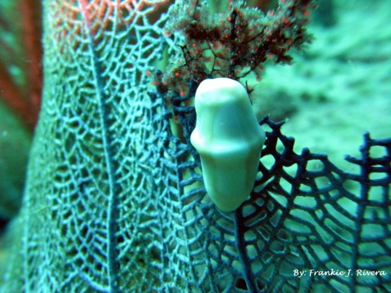 Flamingo Tongue