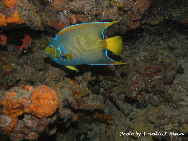 Queen Angel Fish