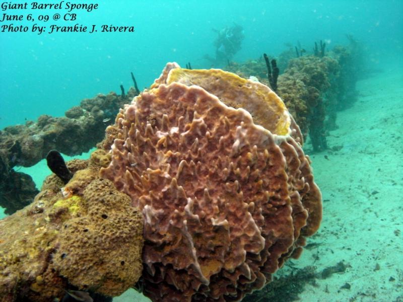 Giant Barrel Sponge